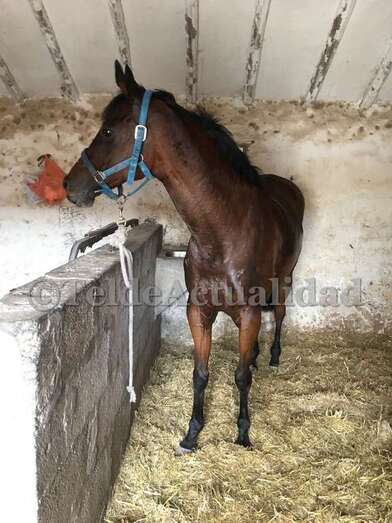 La yegua protagonista del episodio de este martes, ya en su cuadra (Foto TA)