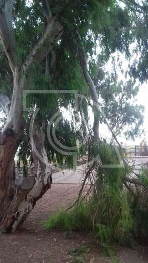 Rama caída del árbol (Foto TA)