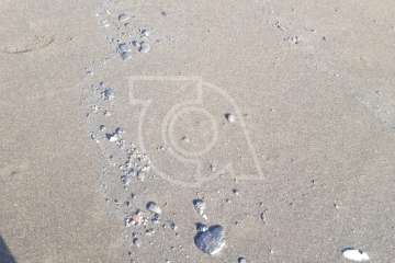 Bolas de piche contaminan las playas teldense de Los Palos y San Borondón (Foto TA)