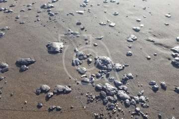 Bolas de piche contaminan las playas teldense de Los Palos y San Borondón (Foto TA)