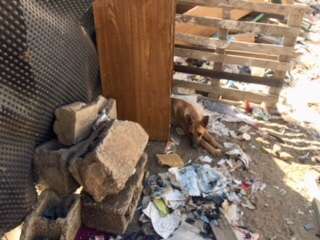 Rescatados 8 animales de una finca en Las Remudas con un sitio para peleas de perros y gallos (Foto TA)