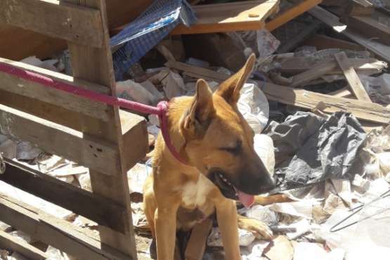 Rescatados 8 animales de una finca en Las Remudas con un sitio para peleas de perros y gallos (Foto TA)