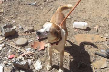 Rescatados 8 animales de una finca en Las Remudas con un sitio para peleas de perros y gallos (Foto TA)