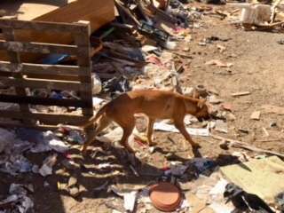 Rescatados 8 animales de una finca en Las Remudas con un sitio para peleas de perros y gallos (Foto TA)