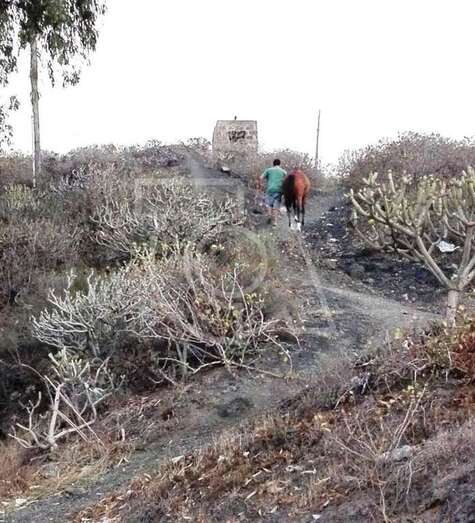 El animal con su dueño tras ser interceptado (Foto TA)