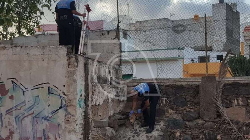 Momento del rescate de los perros (Foto TA)