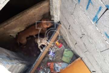 Rescatados de un cuarto abandonado de Los Llanos dos perros desnutridos y sin microchip (Foto TA)