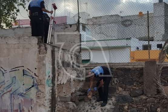 Rescatados de un cuarto abandonado de Los Llanos dos perros desnutridos y sin microchip (Foto TA)