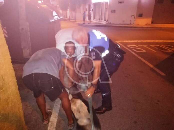 Momento en que un agente de la Policía Local y personal del servicio de Recogida de Animales inmovilizan al animal (Foto TA)