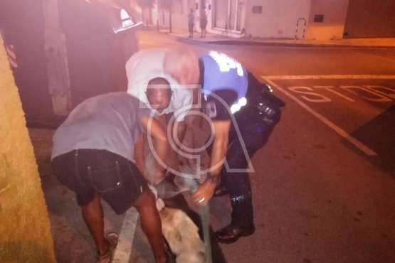 La Policía Local rescata a un macho cabrío suelto en Marpequeña Alta (Foto TA)