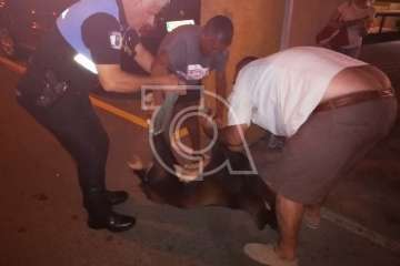 La Policía Local rescata a un macho cabrío suelto en Marpequeña Alta (Foto TA)