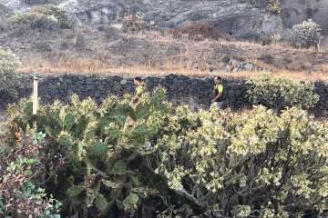 Batidas en zonas de barranco y senderos de Telde (Foto TA)