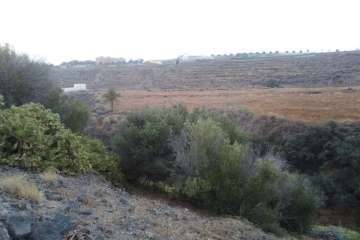 Batidas en zonas de barranco y senderos de Telde (Foto TA)