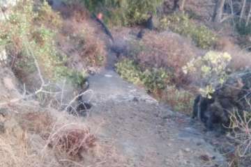 Batidas en zonas de barranco y senderos de Telde (Foto TA)