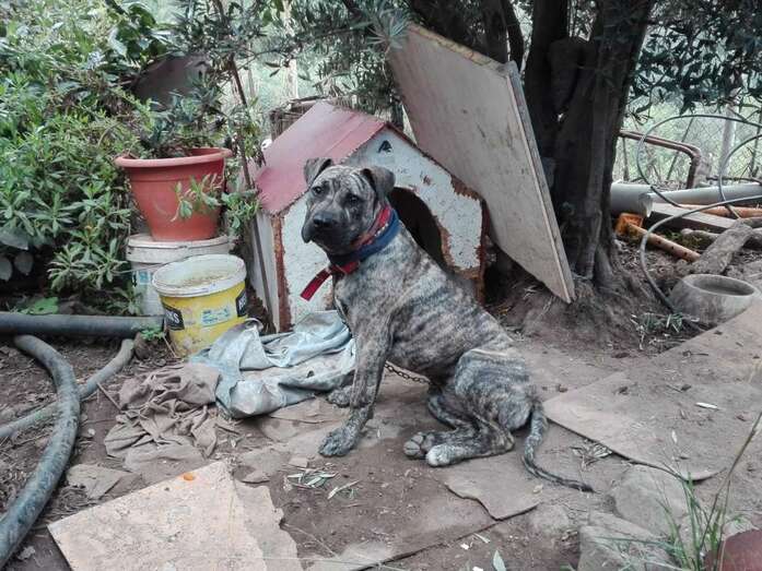 Imagen de uno de los perros que fueron atacados (Foto TA)