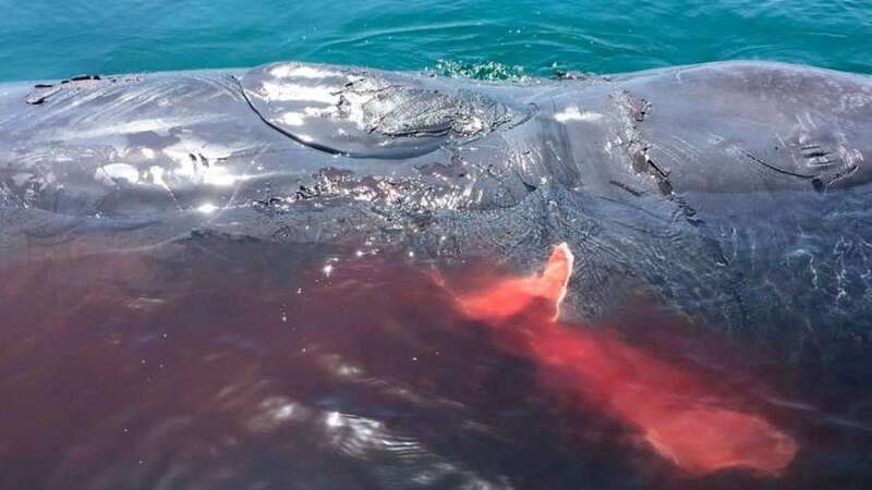 El ejemplar de cachalote que falleció en aguas de Telde este miércoles (Foto TA)