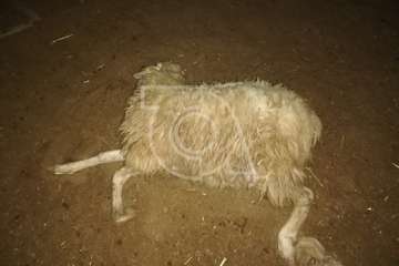 El ataque de perros deja 10 ovejas muertas en un corral de la costa de Telde (Foto TA)