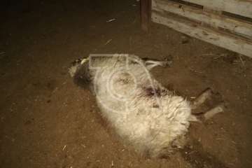 El ataque de perros deja 10 ovejas muertas en un corral de la costa de Telde (Foto TA)