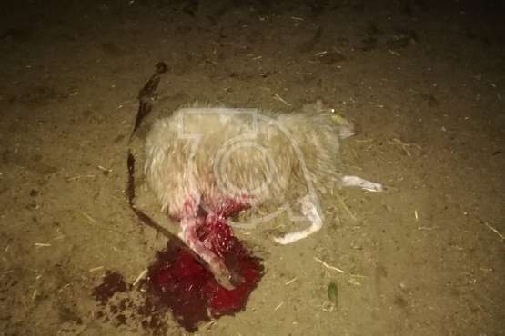 El ataque de perros deja 10 ovejas muertas en un corral de la costa de Telde (Foto TA)