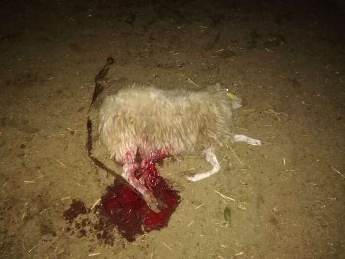 Una de las ovejas muertas (Foto TA)