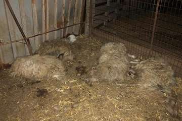 El balance definitivo del ataque de los perros eleva a 20 animales muertos en la granja de Telde (Foto TA)