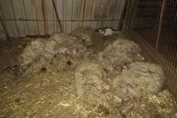 El balance definitivo del ataque de los perros eleva a 20 animales muertos en la granja de Telde (Foto TA)