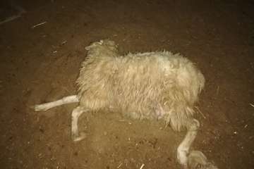 El balance definitivo del ataque de los perros eleva a 20 animales muertos en la granja de Telde (Foto TA)