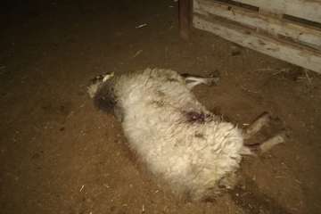 El balance definitivo del ataque de los perros eleva a 20 animales muertos en la granja de Telde (Foto TA)