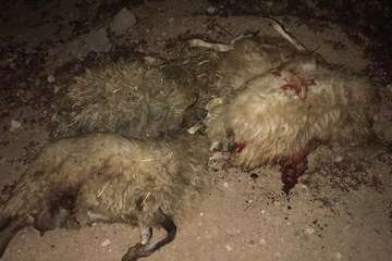 El balance definitivo del ataque de los perros eleva a 20 animales muertos en la granja de Telde (Foto TA)