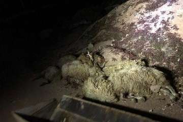 El balance definitivo del ataque de los perros eleva a 20 animales muertos en la granja de Telde (Foto TA)