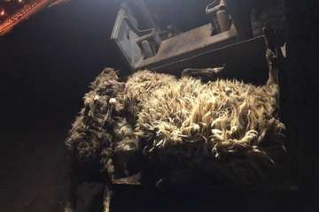 El balance definitivo del ataque de los perros eleva a 20 animales muertos en la granja de Telde (Foto TA)