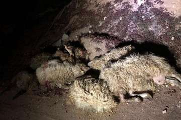 El balance definitivo del ataque de los perros eleva a 20 animales muertos en la granja de Telde (Foto TA)