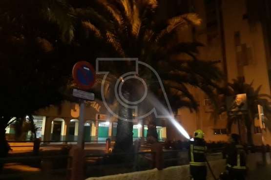 Arde de madrugada el cogollo de una palmera en el Valle de Jinámar (Foto TA)