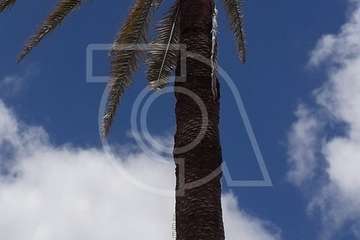 Se desploma el cogollo de la vieja palmera del colegio salesiano de Telde (Foto TA)