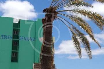 Se desploma el cogollo de la vieja palmera del colegio salesiano de Telde (Foto TA)
