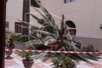 Se desploma el cogollo de la vieja palmera del colegio salesiano de Telde (Foto TA)