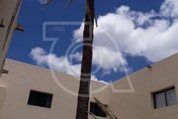 Se desploma el cogollo de la vieja palmera del colegio salesiano de Telde (Foto TA)