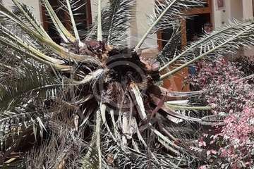 Se desploma el cogollo de la vieja palmera del colegio salesiano de Telde (Foto TA)