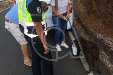 Los bomberos escalan por una ladera para rescatar a un perro en Telde (Foto TA)