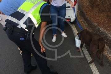 Los bomberos escalan por una ladera para rescatar a un perro en Telde (Foto TA)
