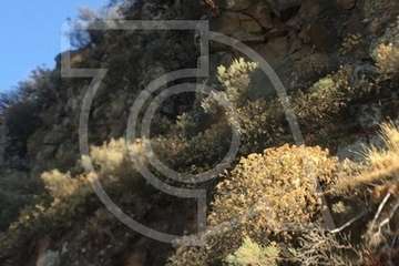 Los bomberos escalan por una ladera para rescatar a un perro en Telde (Foto TA)