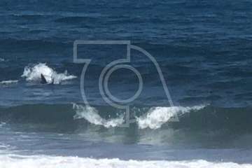 Un tiburón llega hasta la orilla de Salinetas y crea alarma entre los bañistas (Foto TA)