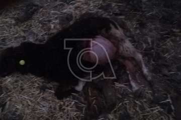 Varios perros provocan una nueva matanza de ovejas en una granja de Telde (Foto TA)