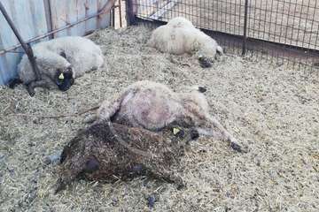 Varios perros provocan una nueva matanza de ovejas en una granja de Telde (Foto TA)