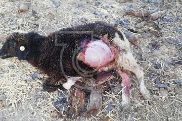 Varios perros provocan una nueva matanza de ovejas en una granja de Telde (Foto TA)