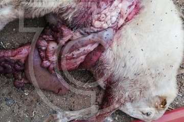 Varios perros provocan una nueva matanza de ovejas en una granja de Telde (Foto TA)