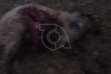 Varios perros provocan una nueva matanza de ovejas en una granja de Telde (Foto TA)