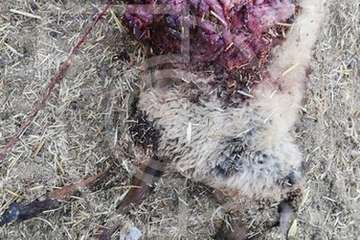 Varios perros provocan una nueva matanza de ovejas en una granja de Telde (Foto TA)