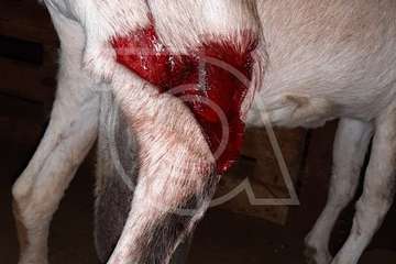  Una nueva embestida de perros en esta madrugada deja 3 ovejas muertas y 3 cabras heridas (Foto TA)