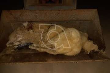  Una nueva embestida de perros en esta madrugada deja 3 ovejas muertas y 3 cabras heridas (Foto TA)